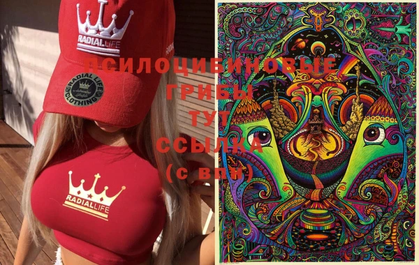 хмурый Белокуриха
